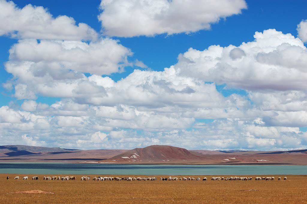 Hochplateau mit weitenden Tieren