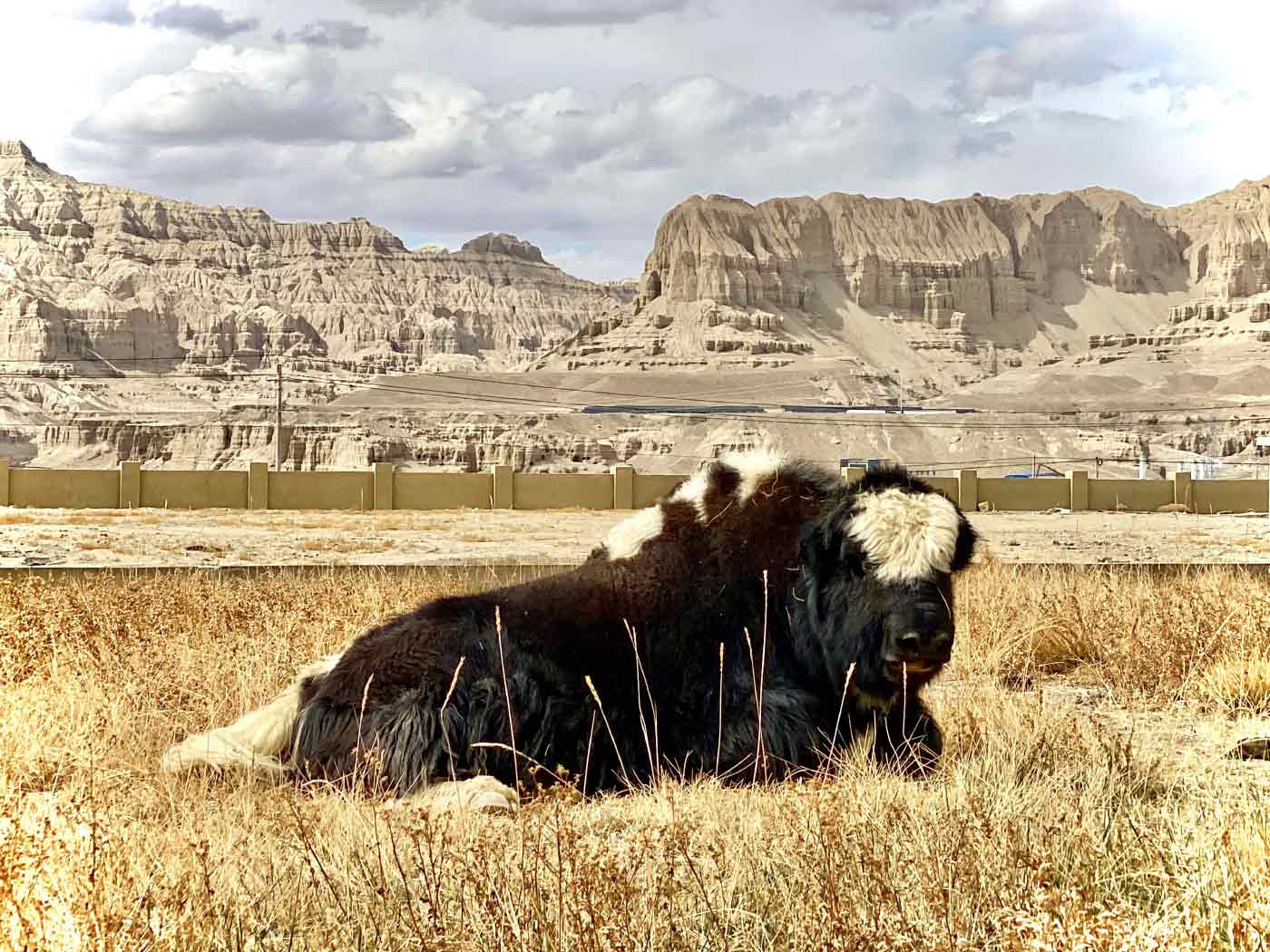 Yak in der Zanda-Schlucht in Tibet