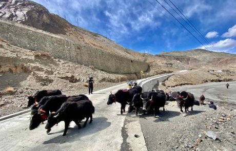 Yaks überqueren die Straße in Tibet